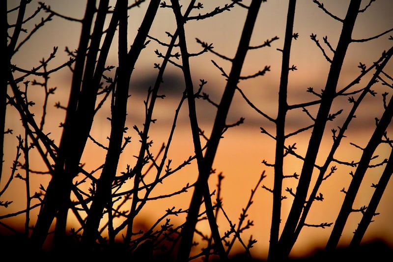 Meditation at Sunrise